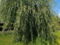 Зеленокорые плакучие