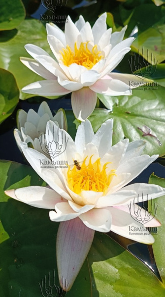 Кувшинка "Marliacea Albida" (Марлиацея Альбида)