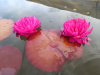 Кувшинка "Fuchsia Pom Pom" (Фуксия Пом Пом)