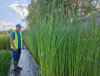 Камыш озерный Albescens