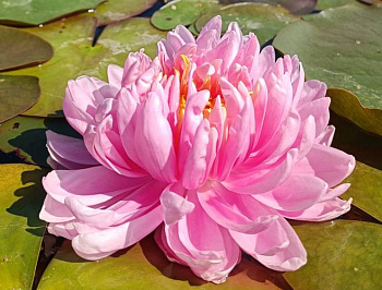 Кувшинка "Lily Pons" (Лили Понс)