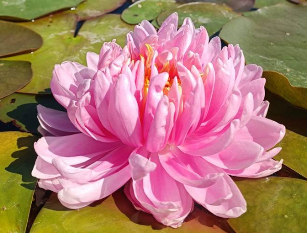 Кувшинка "Lily Pons" (Лили Понс)