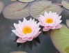 Кувшинка "Marliacea Carnea" (Марлиацея Карнея)