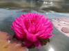 Кувшинка "Fuchsia Pom Pom" (Фуксия Пом Пом)