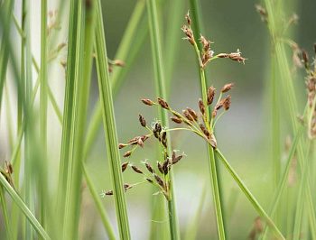 Камыш озерный Albescens