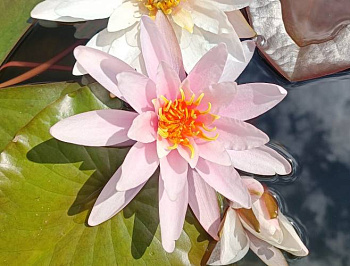 Кувшинка "Rosennymphe" (Розанимфа)